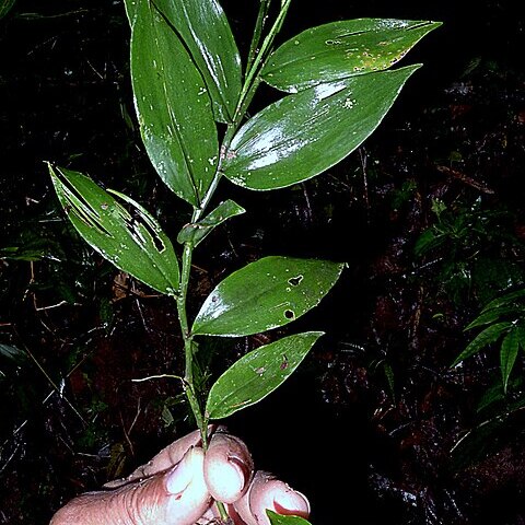 Ichnanthus nemoralis unspecified picture