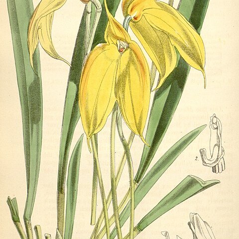 Masdevallia davisii unspecified picture