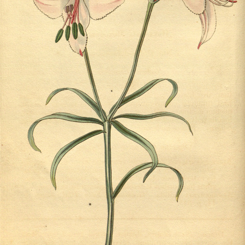 Alstroemeria pallida unspecified picture