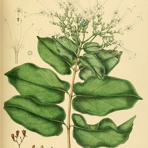 Glossocarya unspecified picture