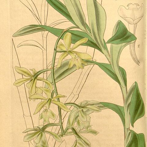 Epidendrum patens unspecified picture