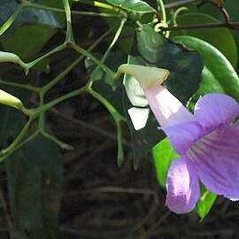 Bignonia corymbosa unspecified picture