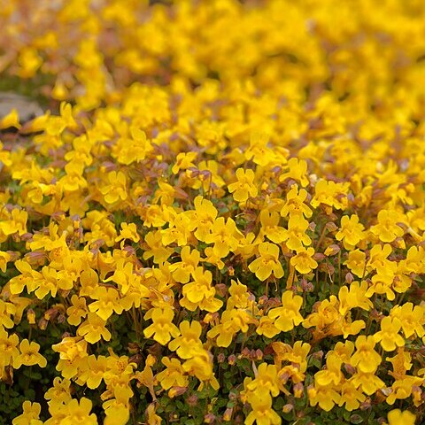 Erythranthe caespitosa unspecified picture