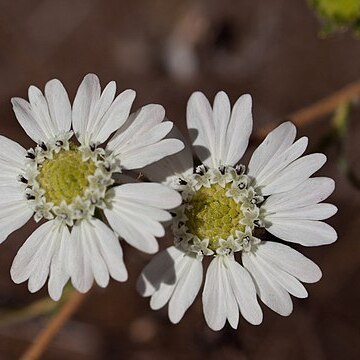 Hemizonia congesta subsp. clevelandii unspecified picture