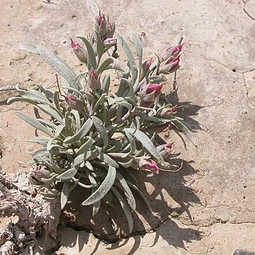 Penstemon pumilus unspecified picture