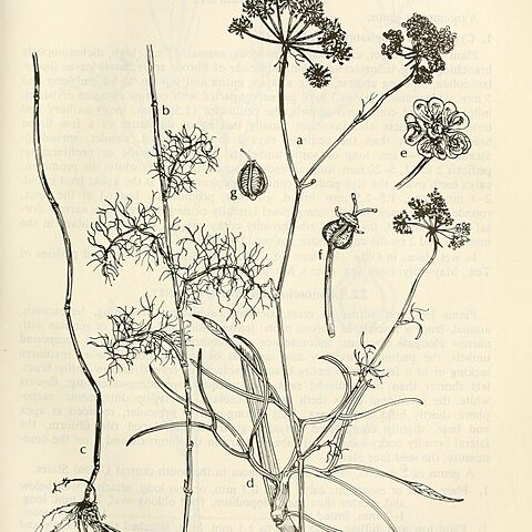 Ptilimnium costatum unspecified picture