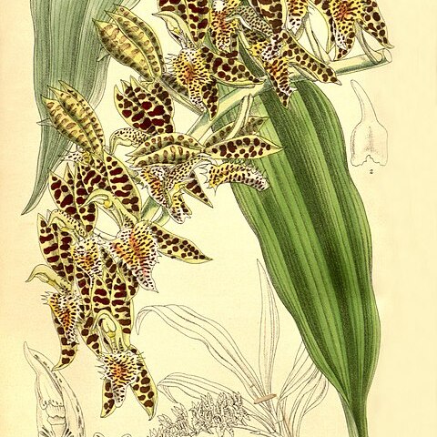 Catasetum quadridens unspecified picture