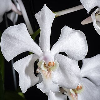 Vanda javierae unspecified picture