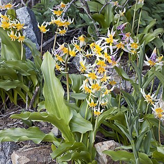 Erythronium pusaterii unspecified picture