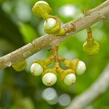 Actinodaphne glomerata unspecified picture