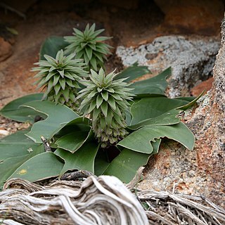 Eucomis regia (l.) l'hér. unspecified picture