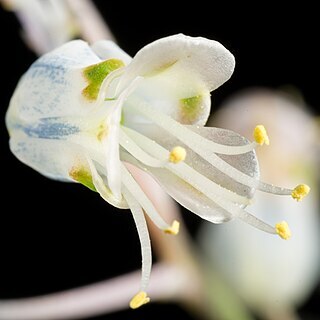 Lachenalia unifolia unspecified picture