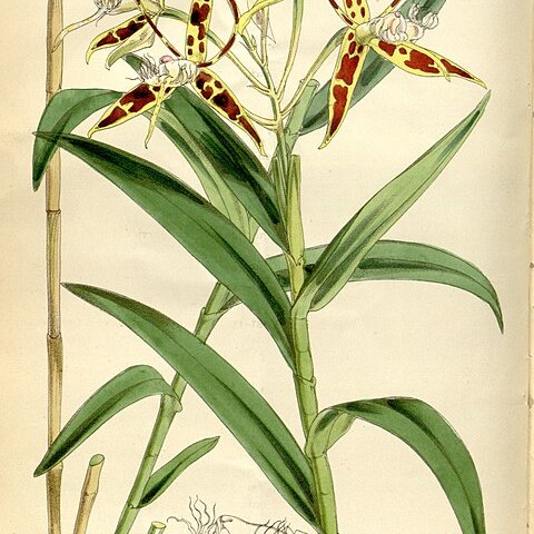 Epidendrum criniferum unspecified picture