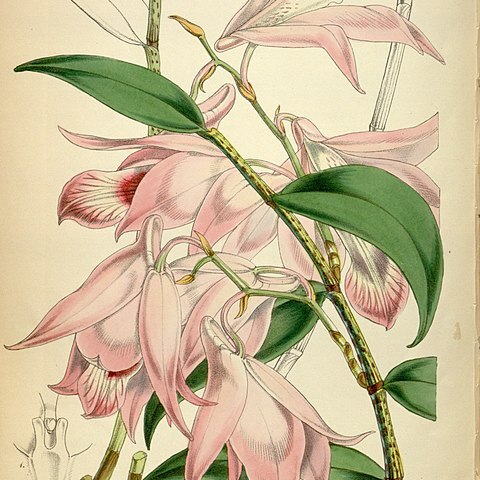 Dendrobium maccarthiae unspecified picture