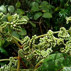 Cordia restingae unspecified picture