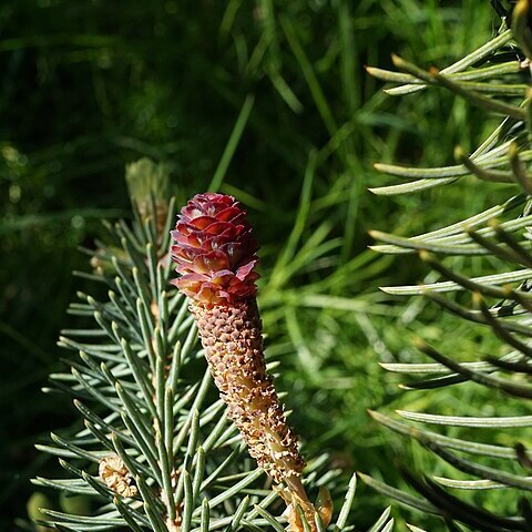 Picea asperata var. notabilis unspecified picture