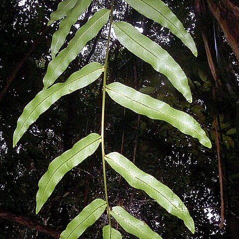 Serpocaulon meniscifolium unspecified picture