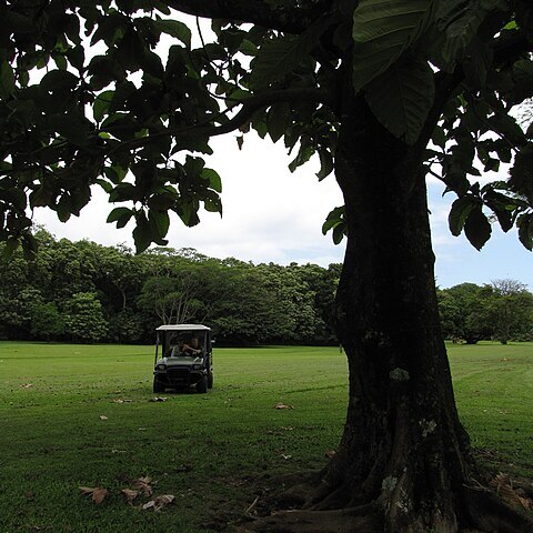 Artocarpus sericicarpus unspecified picture