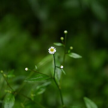 Myriactis nepalensis unspecified picture