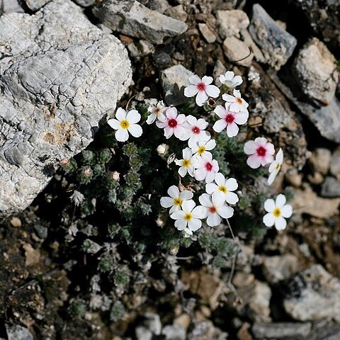 Androsace ovczinnikovii unspecified picture