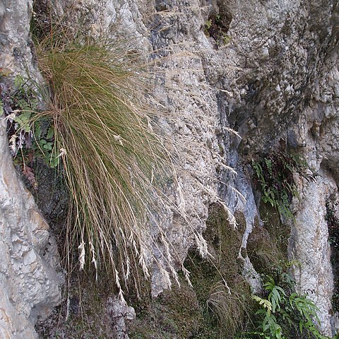 Rytidosperma setifolium unspecified picture