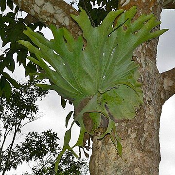 Platycerium holttumii unspecified picture