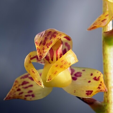 Plocoglottis javanica unspecified picture