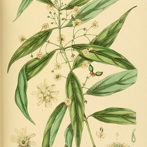 Hortonia angustifolia unspecified picture