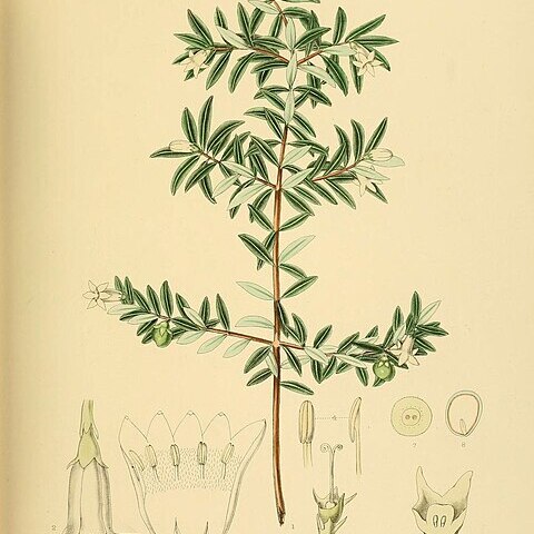 Gaertnera ternifolia unspecified picture