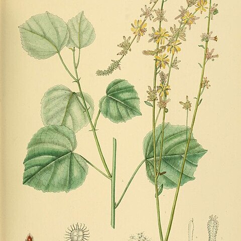 Triumfetta glabra unspecified picture