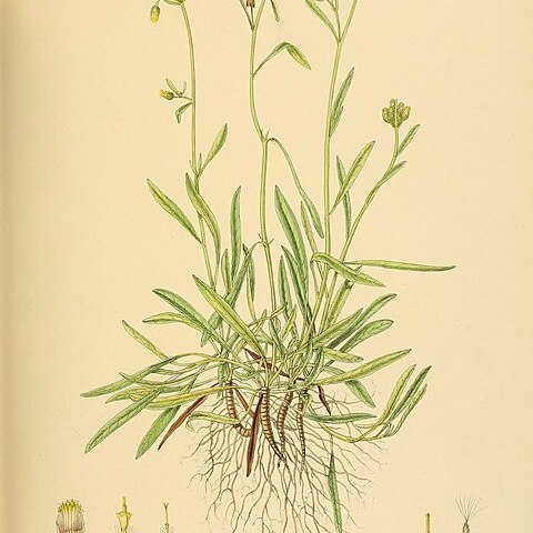 Blumea angustifolia unspecified picture