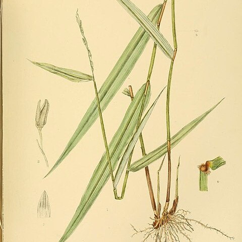 Oryza meyeriana unspecified picture