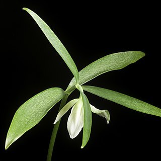 Fritillaria ayakoana unspecified picture