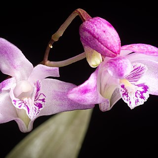 Dendrobium kingianum unspecified picture