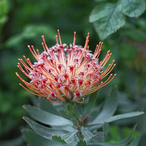 Leucospermum praecox unspecified picture