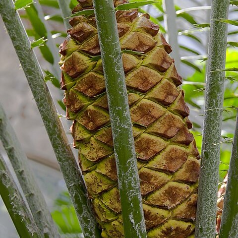 Encephalartos laurentianus unspecified picture