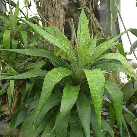 Guzmania subcorymbosa unspecified picture