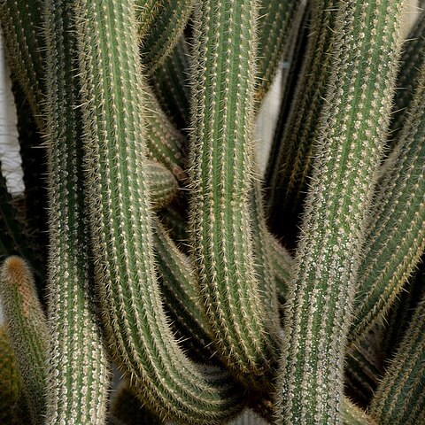 Cleistocactus luribayensis unspecified picture