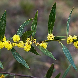 Acacia leprosa var. uninervia unspecified picture