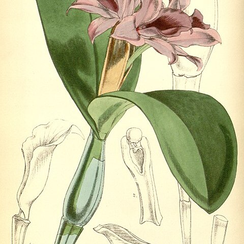 Guarianthe patinii unspecified picture