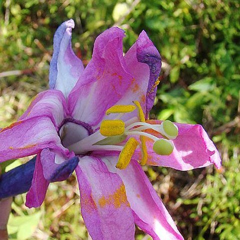 Passiflora roseorum unspecified picture