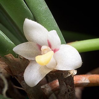 Ceratostylis incognita unspecified picture