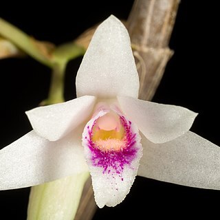 Dendrobium metrium unspecified picture