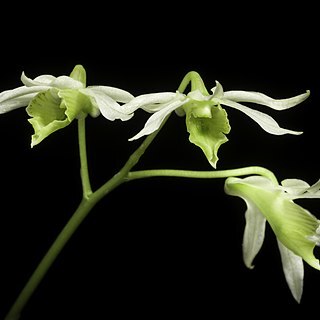 Dendrobium kauldorumii unspecified picture