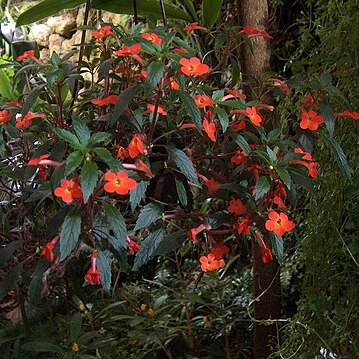 Achimenes erecta unspecified picture