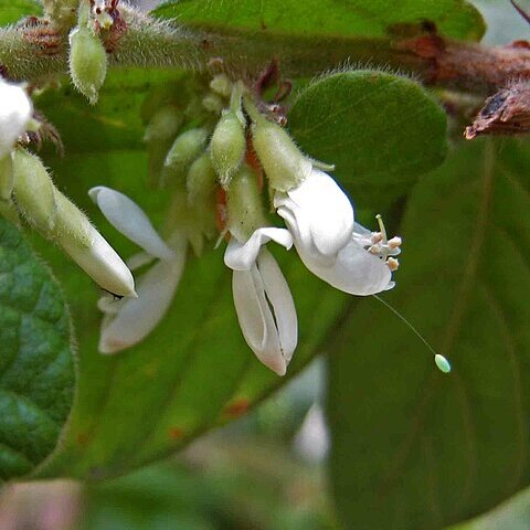 Phyllodium elegans unspecified picture