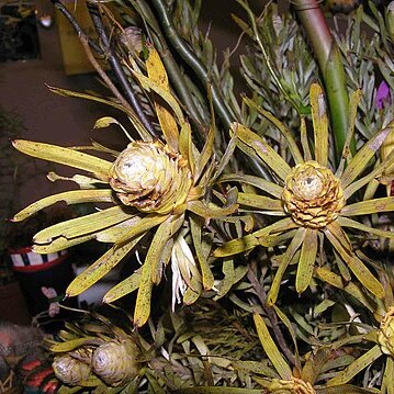 Leucadendron platyspermum unspecified picture