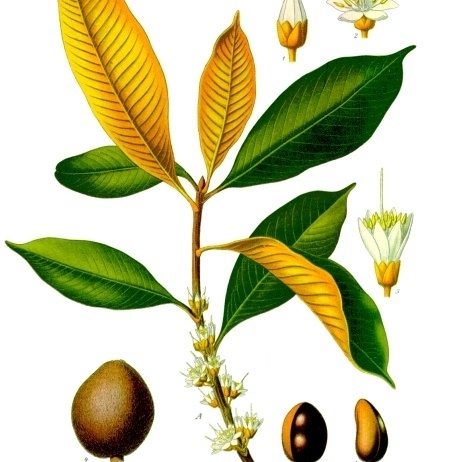 Palaquium unspecified picture