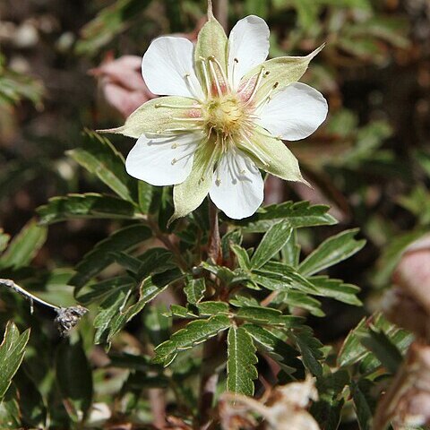 Farinopsis unspecified picture