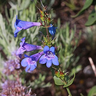 Penstemon cyananthus unspecified picture